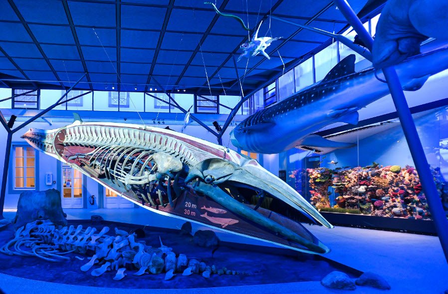 Naturkundemuseum Stuttgart, Schloss Rosenstein, Stuttgart, Germany, Germany